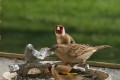 Moineau domestique et chardonnerets Monique F